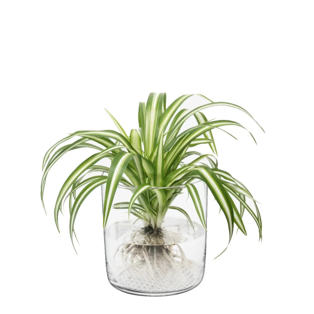 Market Planter/Vase/Lantern H16cm Clear