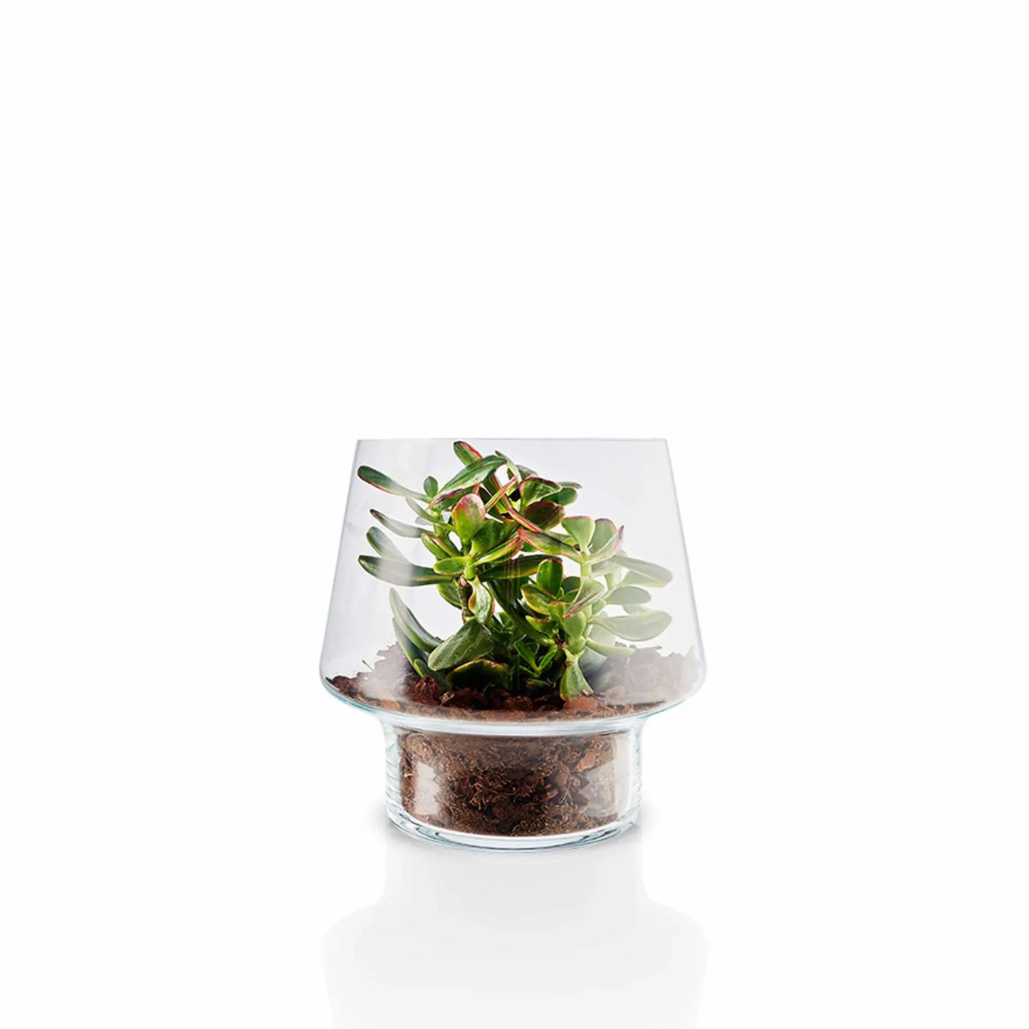Succulent Glass Vase - 21cm