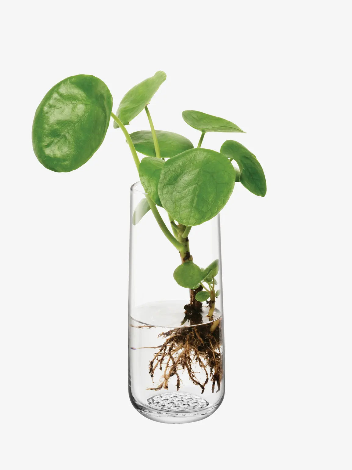 Market Bud Vase H17.5cm Clear