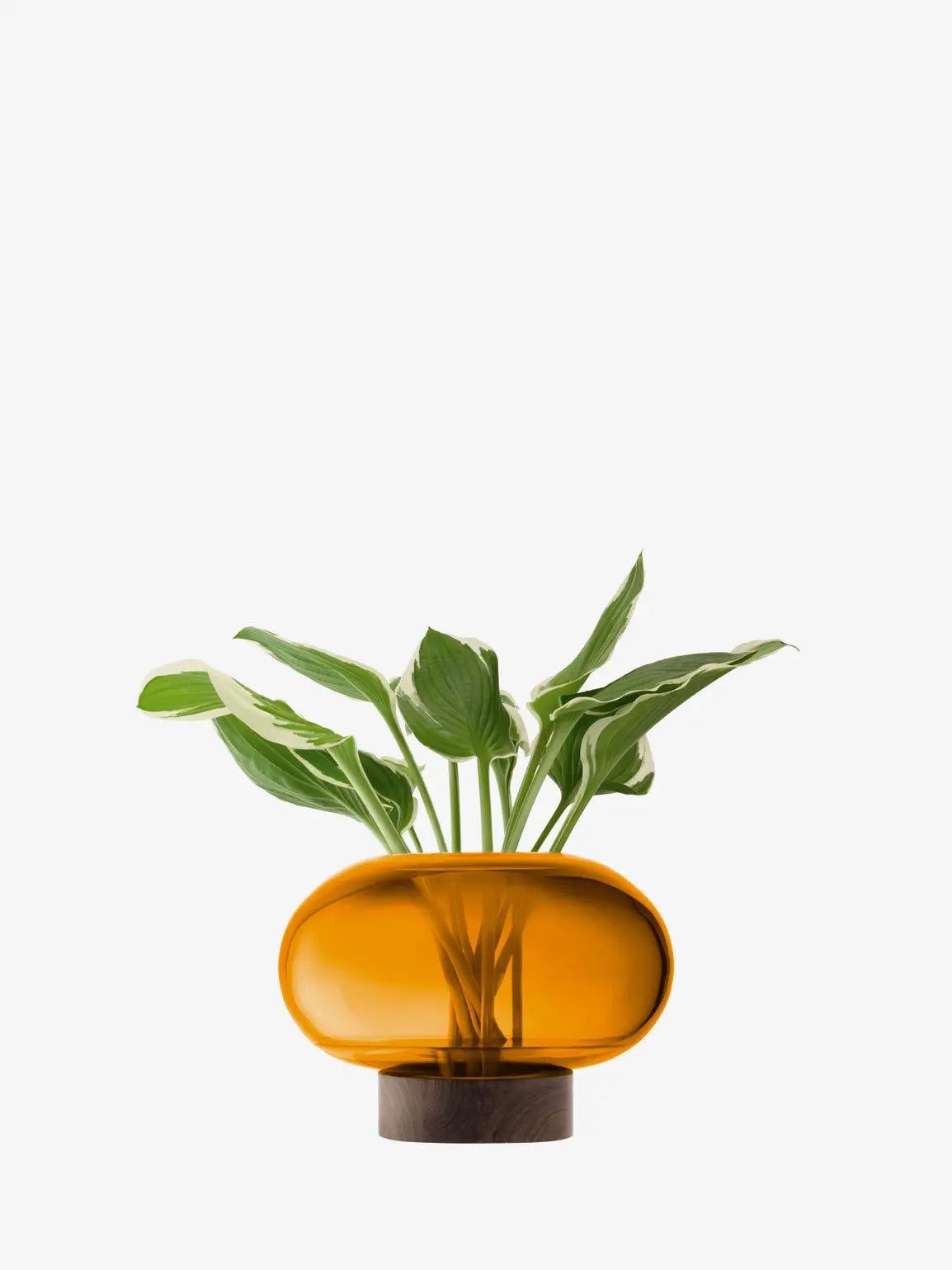 Oblate Vase/Lantern H19.5cm/?28cm Amber/Walnut