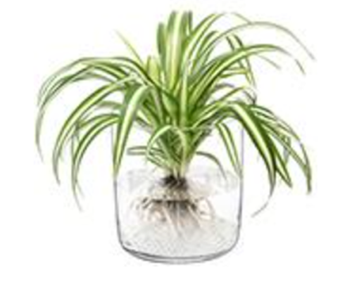 Market Planter/Vase/Lantern H16cm Clear