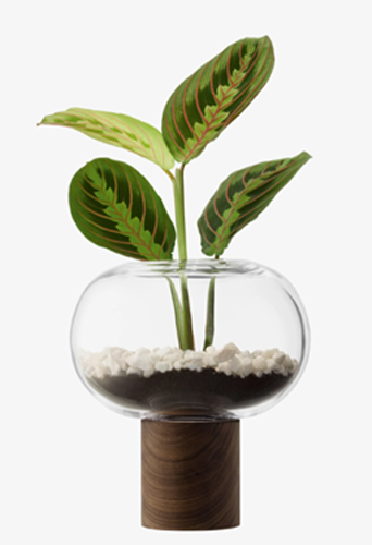 Oblate Vase H21.5cm/?19.5 cm Clear/Walnut