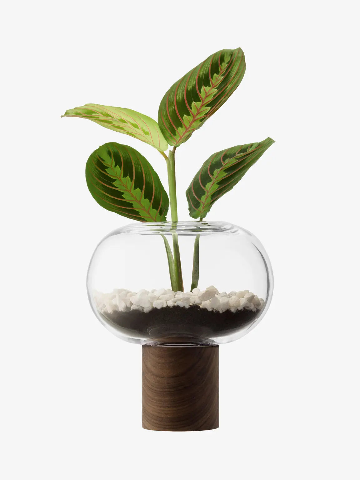 Oblate Vase H21.5cm/?19.5 cm Clear/Walnut