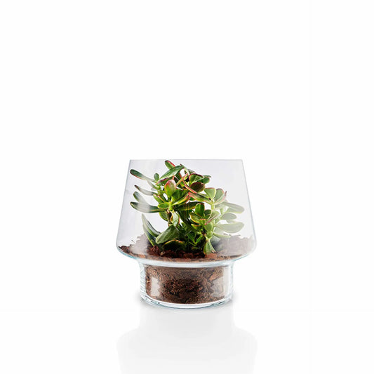 Succulent Glass Vase - 21cm
