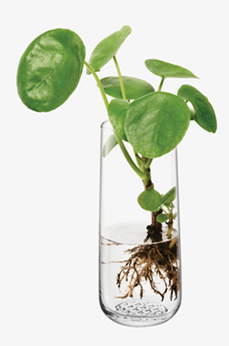 Market Bud Vase H17.5cm Clear