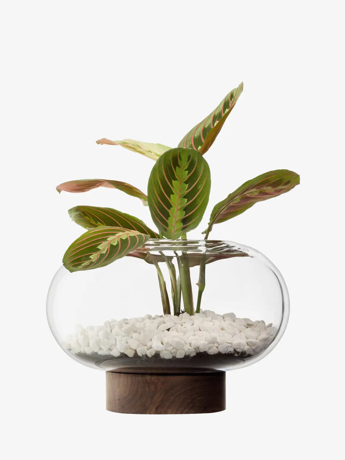 Oblate Vase/Lantern H19.5cm